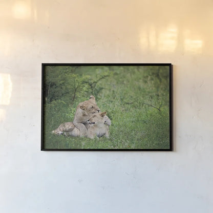 Playful Lions by Sharon Vardy. shown as a paper print in a black flame. Available as a archival giclee rolled canvas, fine art paper, or poster print. SKU 91991i.