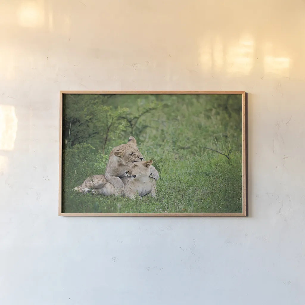 Playful Lions by Sharon Vardy. shown as a paper print in a natural frame. Available as a archival giclee rolled canvas, fine art paper, or poster print. SKU 91991i.