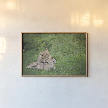 Playful Lions by Sharon Vardy. shown as a paper print in a natural frame. Available as a archival giclee rolled canvas, fine art paper, or poster print. SKU 91991i.