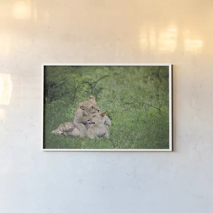 Playful Lions by Sharon Vardy. shown as a paper print in a white frame. Available as a archival giclee rolled canvas, fine art paper, or poster print. SKU 91991i.