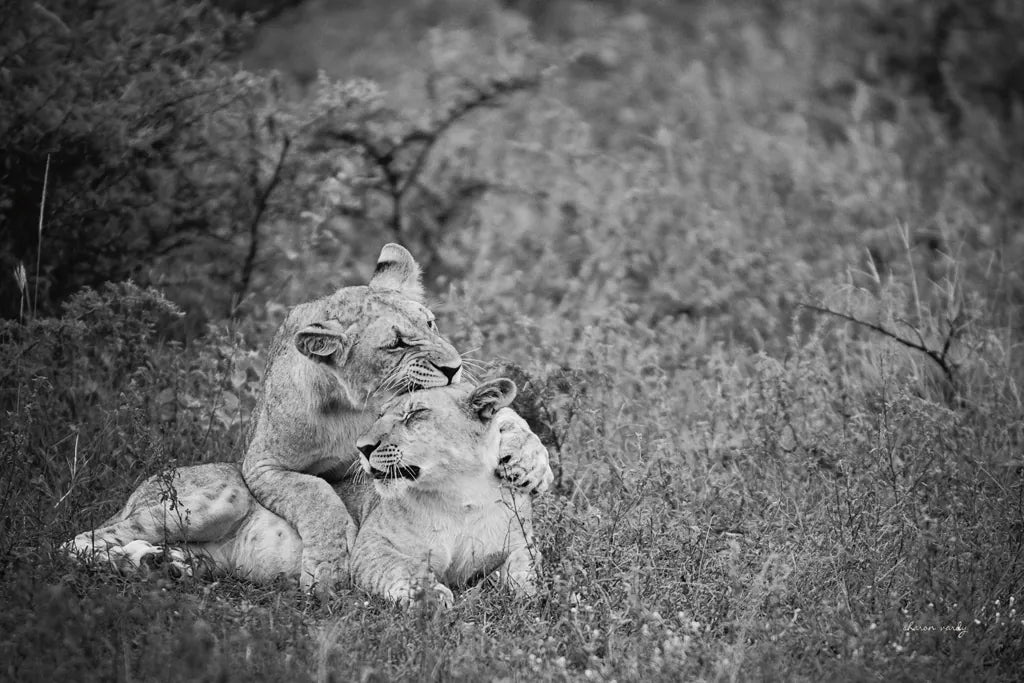 Playful Lions BW by Sharon Vardy. SKU 91992i. Archival Giclee Fine art print for wall decor.