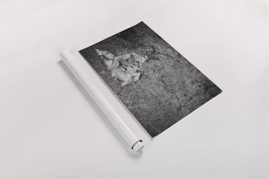 Playful Lions BW by Sharon Vardy. shown as a rolled paper print. Available as archival giclee rolled canvas, fine art paper, or poster print. SKU 91992i.