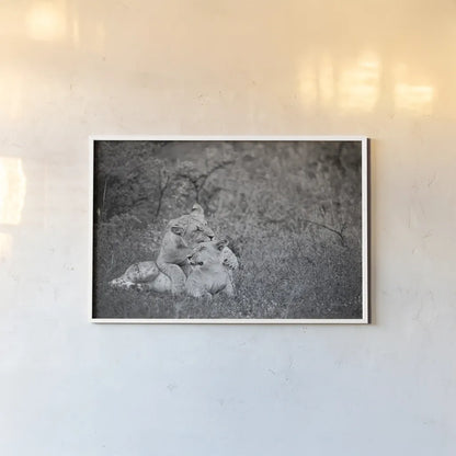 Playful Lions BW by Sharon Vardy. shown as a paper print in a white frame. Available as a archival giclee rolled canvas, fine art paper, or poster print. SKU 91992i.