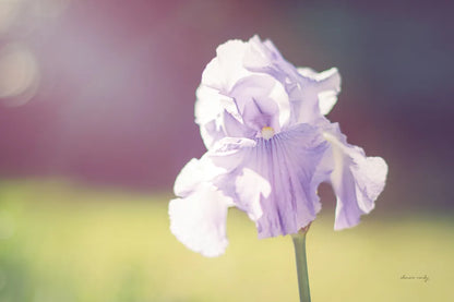 Purple Iris by Sharon Vardy. SKU 93129i. Archival Giclee Fine art print for wall decor.