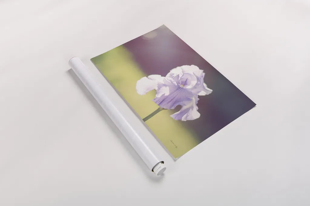 Purple Iris by Sharon Vardy. shown as a rolled paper print. Available as archival giclee rolled canvas, fine art paper, or poster print. SKU 93129i.