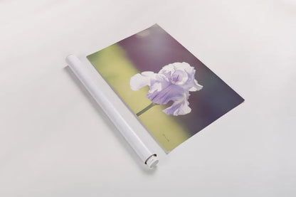Purple Iris by Sharon Vardy. shown as a rolled paper print. Available as archival giclee rolled canvas, fine art paper, or poster print. SKU 93129i.