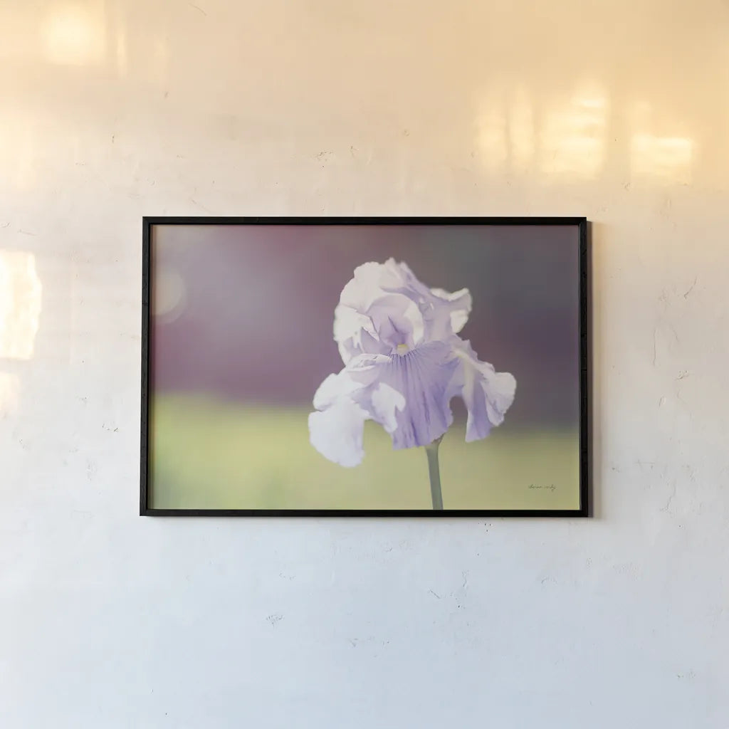 Purple Iris by Sharon Vardy. shown as a paper print in a black flame. Available as a archival giclee rolled canvas, fine art paper, or poster print. SKU 93129i.