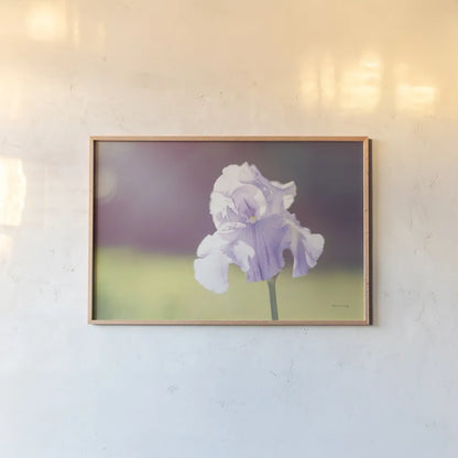 Purple Iris by Sharon Vardy. shown as a paper print in a natural frame. Available as a archival giclee rolled canvas, fine art paper, or poster print. SKU 93129i.