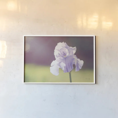 Purple Iris by Sharon Vardy. shown as a paper print in a white frame. Available as a archival giclee rolled canvas, fine art paper, or poster print. SKU 93129i.
