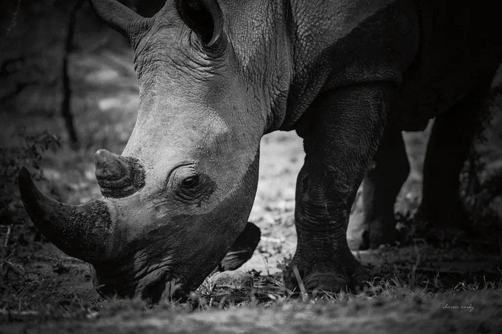 Rhino by Sharon Vardy. SKU 92260i. Archival Giclee Fine art print for wall decor.