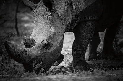 Rhino by Sharon Vardy. SKU 92260i. Archival Giclee Fine art print for wall decor.