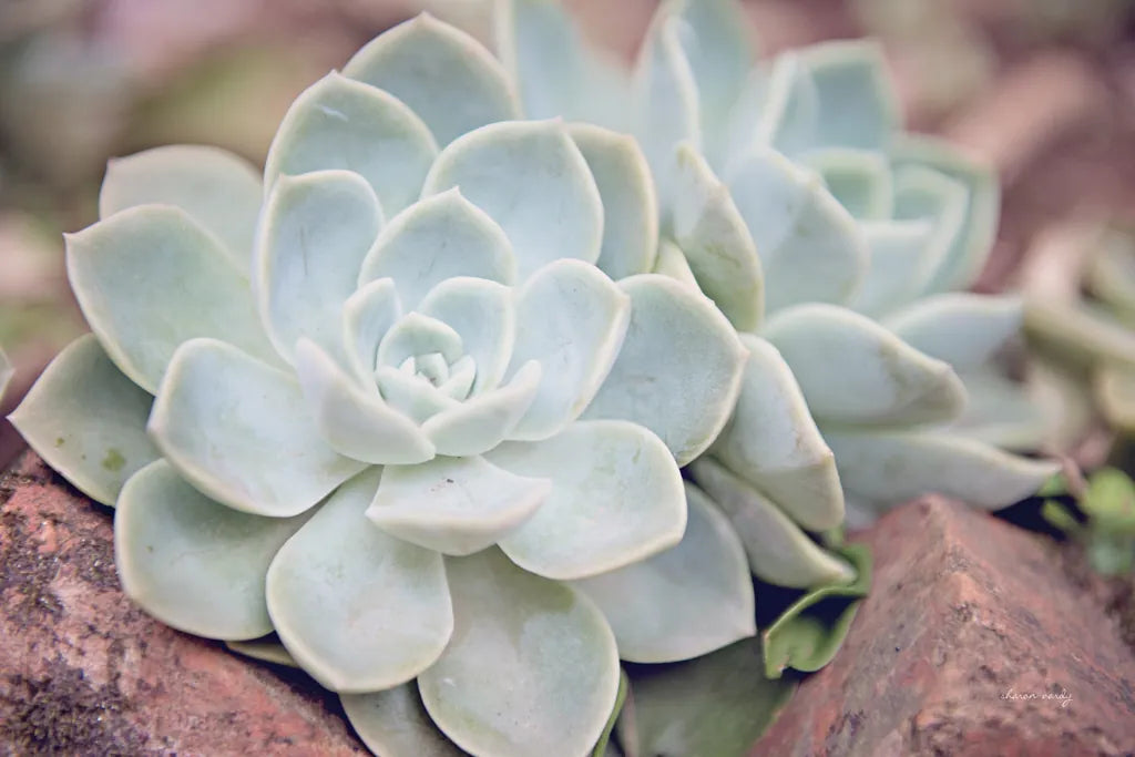 Rock Roses by Sharon Vardy. SKU 93130i. Archival Giclee Fine art print for wall decor.