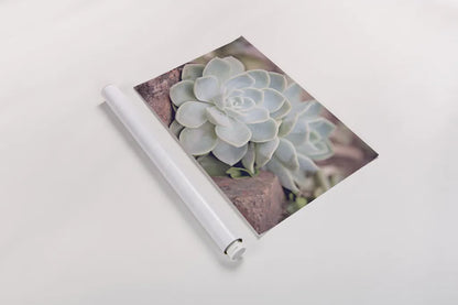 Rock Roses by Sharon Vardy. shown as a rolled paper print. Available as archival giclee rolled canvas, fine art paper, or poster print. SKU 93130i.