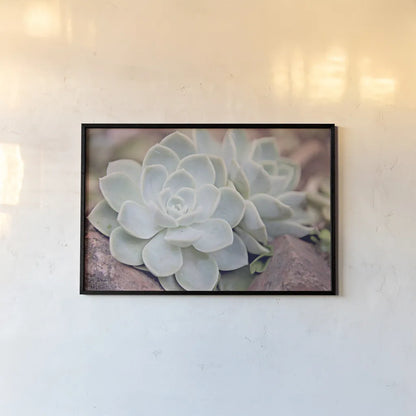 Rock Roses by Sharon Vardy. shown as a paper print in a black flame. Available as a archival giclee rolled canvas, fine art paper, or poster print. SKU 93130i.