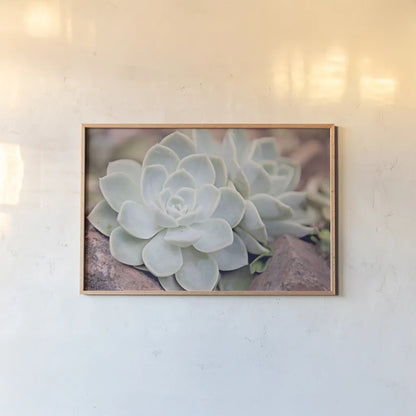 Rock Roses by Sharon Vardy. shown as a paper print in a natural frame. Available as a archival giclee rolled canvas, fine art paper, or poster print. SKU 93130i.