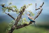 Roller by Sharon Vardy. SKU 92674i. Archival Giclee Fine art print for wall decor.