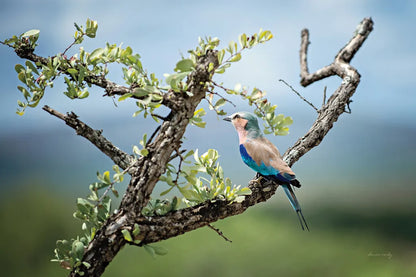 Roller by Sharon Vardy. SKU 92674i. Archival Giclee Fine art print for wall decor.