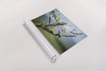 Roller by Sharon Vardy. shown as a rolled paper print. Available as archival giclee rolled canvas, fine art paper, or poster print. SKU 92674i.