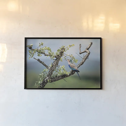 Roller by Sharon Vardy. shown as a paper print in a black flame. Available as a archival giclee rolled canvas, fine art paper, or poster print. SKU 92674i.