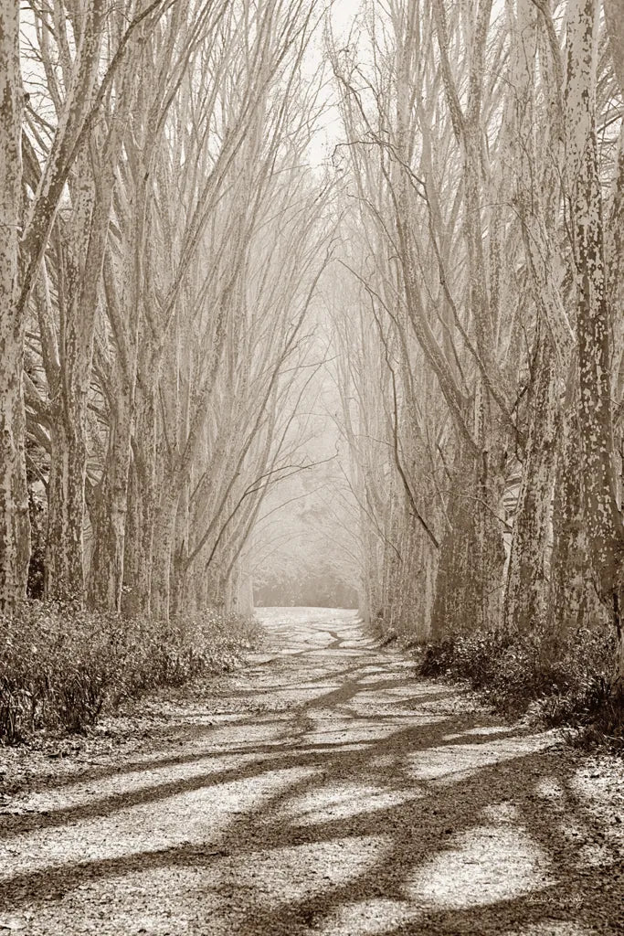 Tree Avenue by Sharon Vardy. SKU 93132h. Archival Giclee Fine art print for wall decor.