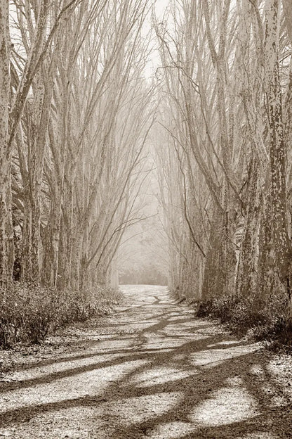 Tree Avenue by Sharon Vardy. SKU 93132h. Archival Giclee Fine art print for wall decor.