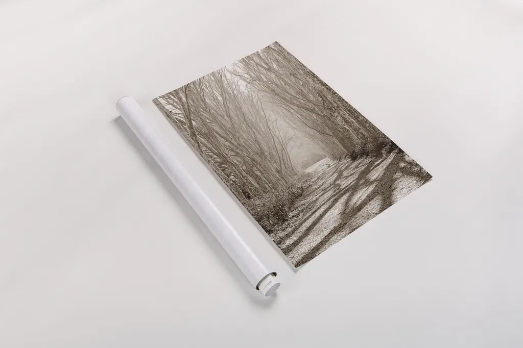 Tree Avenue by Sharon Vardy. shown as a rolled paper print. Available as archival giclee rolled canvas, fine art paper, or poster print. SKU 93132h.