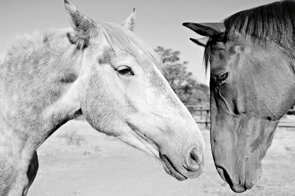 Two Horses BW by Sharon Vardy. SKU 92185i. Archival Giclee Fine art print for wall decor.