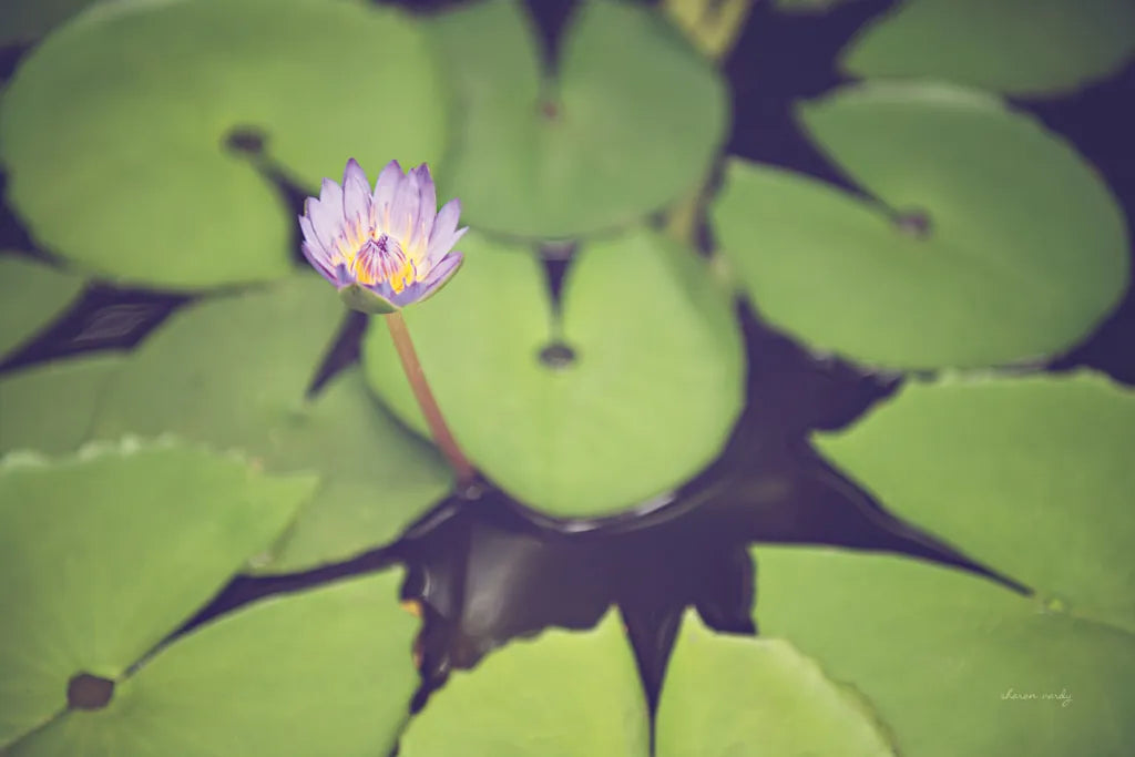 Water Lilies by Sharon Vardy. SKU 93131i. Archival Giclee Fine art print for wall decor.