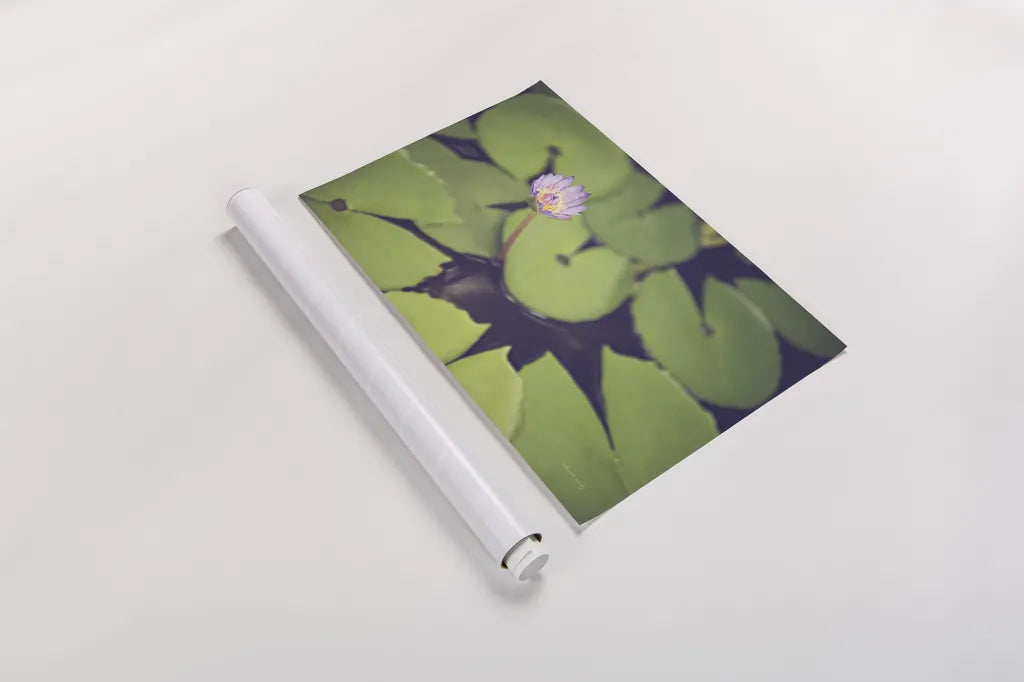 Water Lilies by Sharon Vardy. shown as a rolled paper print. Available as archival giclee rolled canvas, fine art paper, or poster print. SKU 93131i.