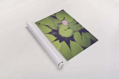 Water Lilies by Sharon Vardy. shown as a rolled paper print. Available as archival giclee rolled canvas, fine art paper, or poster print. SKU 93131i.