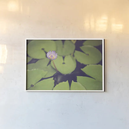 Water Lilies by Sharon Vardy. shown as a paper print in a white frame. Available as a archival giclee rolled canvas, fine art paper, or poster print. SKU 93131i.