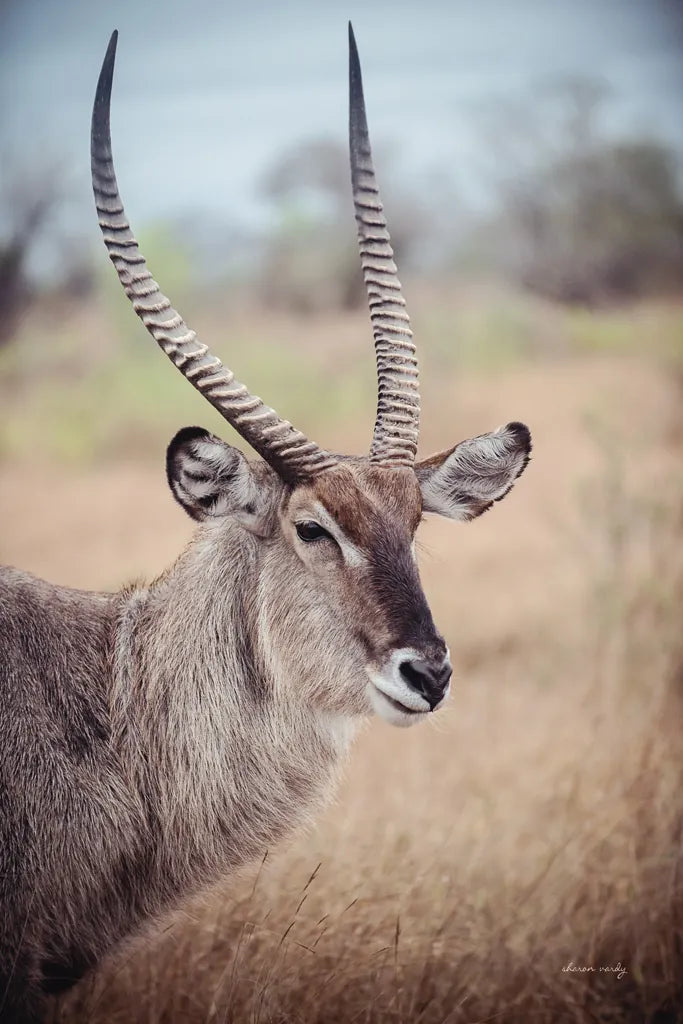 Waterbuck Portrait by Sharon Vardy. SKU 92219h. Archival Giclee Fine art print for wall decor.