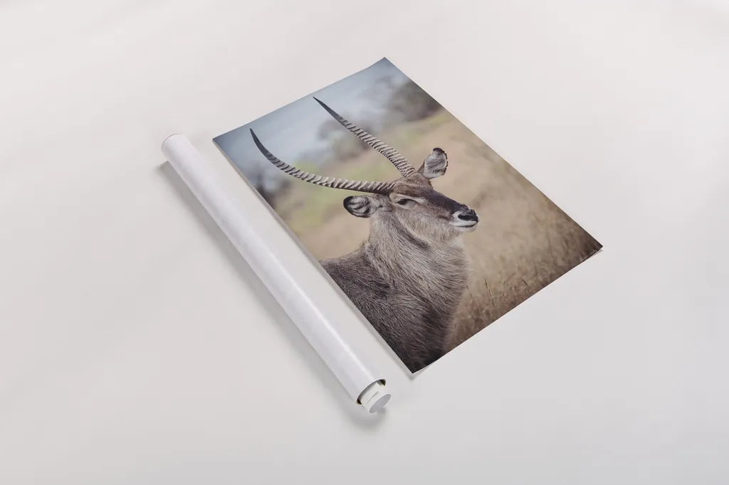 Waterbuck Portrait by Sharon Vardy. shown as a rolled paper print. Available as archival giclee rolled canvas, fine art paper, or poster print. SKU 92219h.