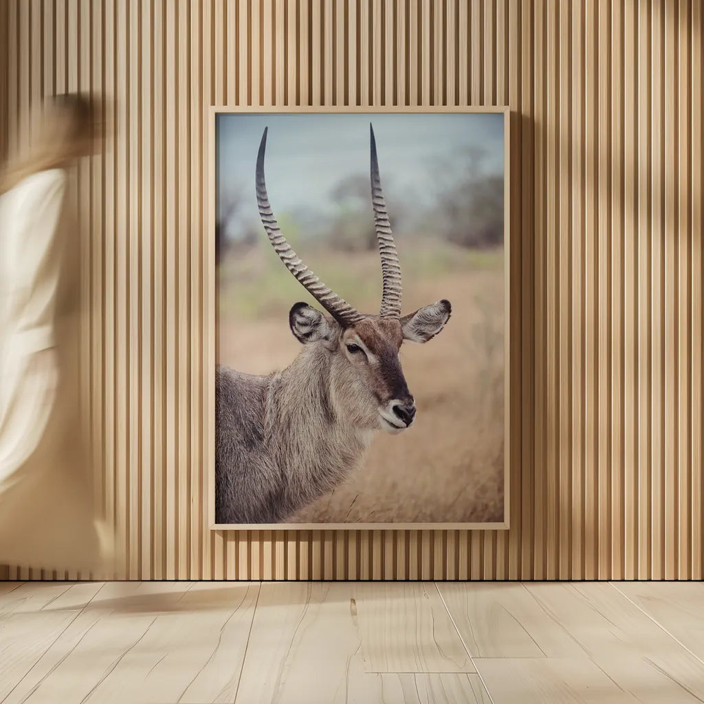 Waterbuck Portrait by Sharon Vardy. shown as over sized large wall art. Available as an archival giclee rolled canvas, fine art paper, or poster print. SKU 92219h.