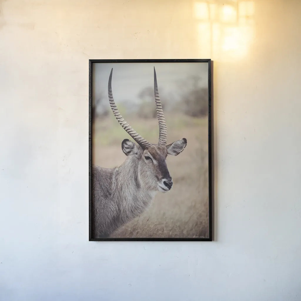 Waterbuck Portrait by Sharon Vardy. shown as a paper print in a black flame. Available as a archival giclee rolled canvas, fine art paper, or poster print. SKU 92219h.