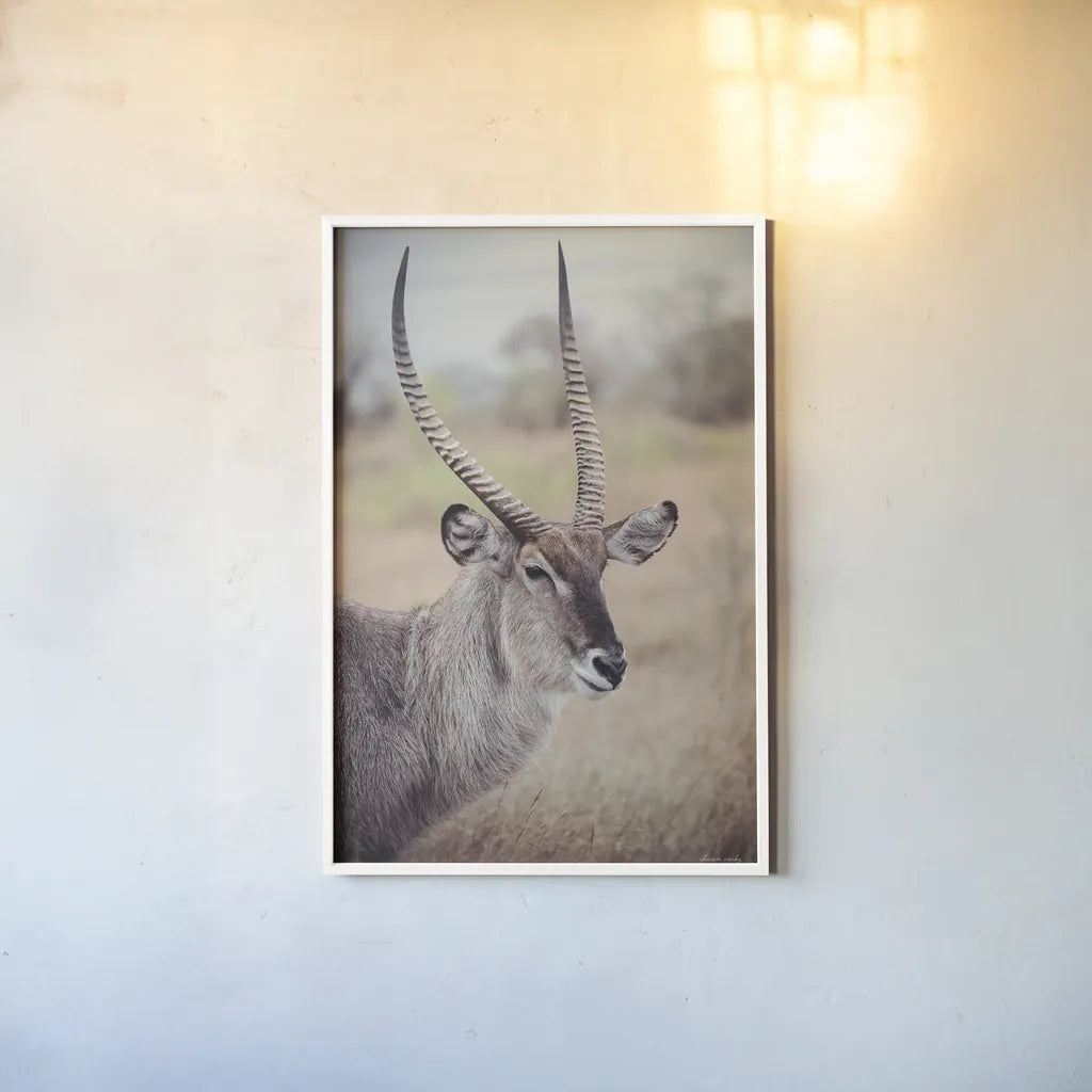 Waterbuck Portrait by Sharon Vardy. shown as a paper print in a white frame. Available as a archival giclee rolled canvas, fine art paper, or poster print. SKU 92219h.