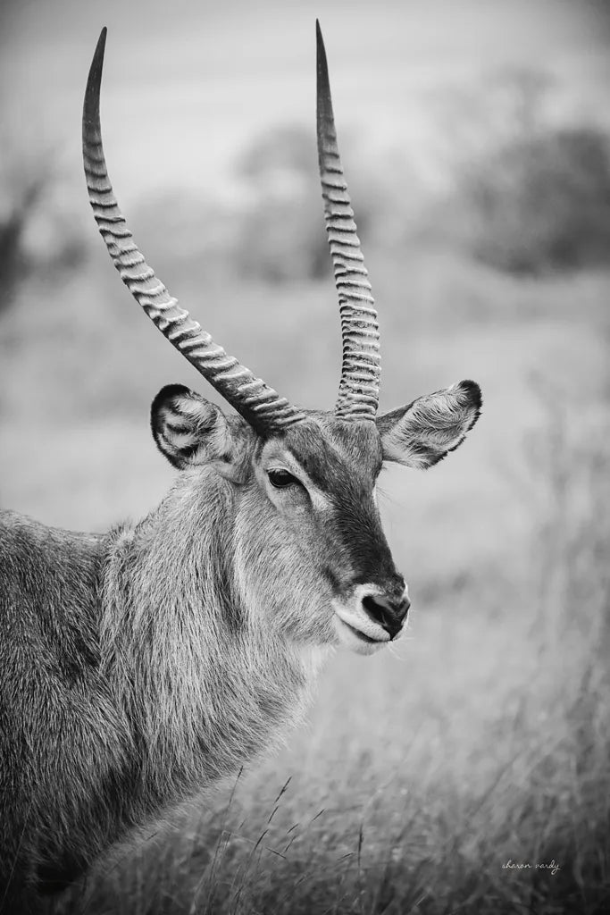 Waterbuck Portrait BW by Sharon Vardy. SKU 92220h. Archival Giclee Fine art print for wall decor.