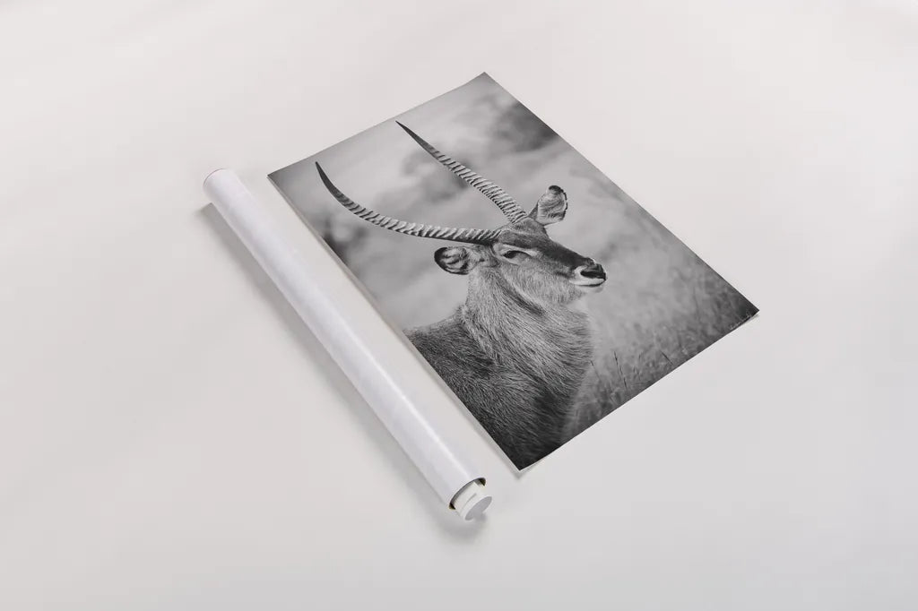 Waterbuck Portrait BW by Sharon Vardy. shown as a rolled paper print. Available as archival giclee rolled canvas, fine art paper, or poster print. SKU 92220h.