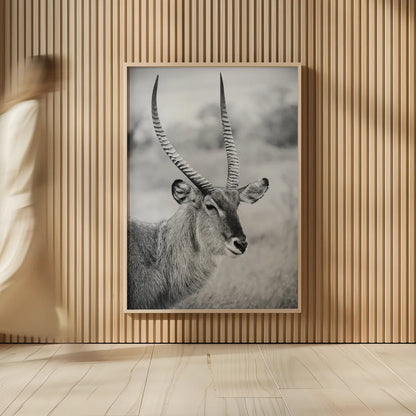 Waterbuck Portrait BW by Sharon Vardy. shown as over sized large wall art. Available as an archival giclee rolled canvas, fine art paper, or poster print. SKU 92220h.