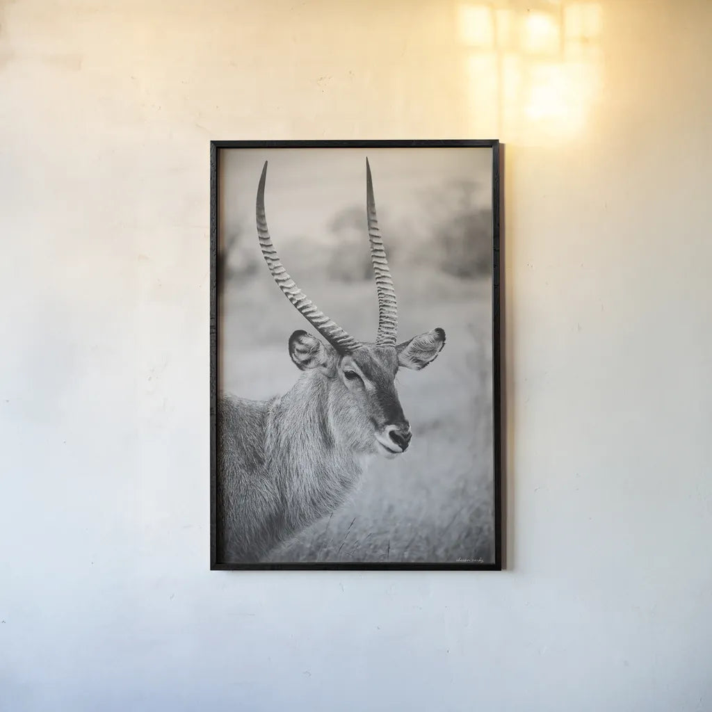 Waterbuck Portrait BW by Sharon Vardy. shown as a paper print in a black flame. Available as a archival giclee rolled canvas, fine art paper, or poster print. SKU 92220h.