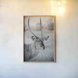 Waterbuck Portrait BW by Sharon Vardy. shown as a paper print in a natural frame. Available as a archival giclee rolled canvas, fine art paper, or poster print. SKU 92220h.