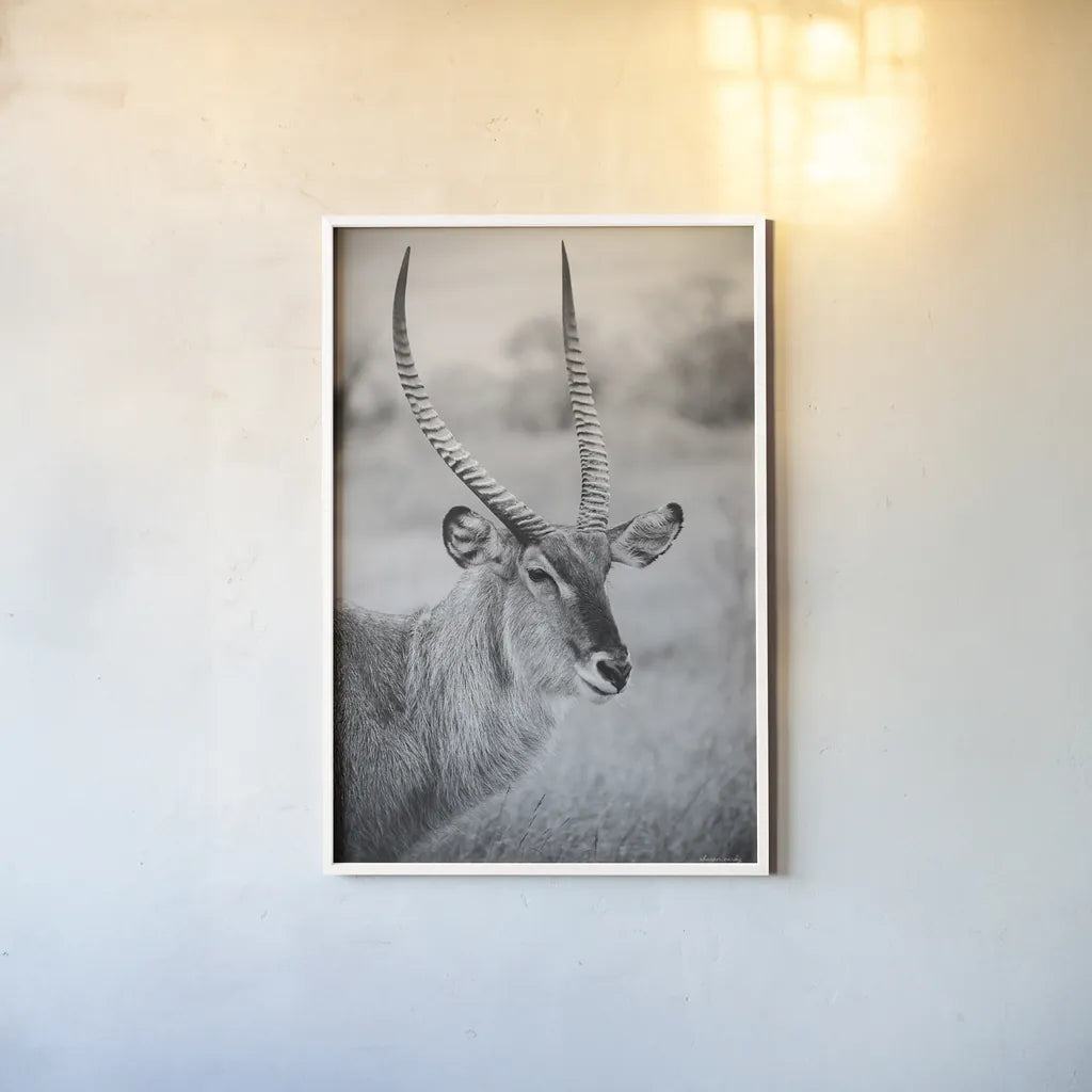 Waterbuck Portrait BW by Sharon Vardy. shown as a paper print in a white frame. Available as a archival giclee rolled canvas, fine art paper, or poster print. SKU 92220h.