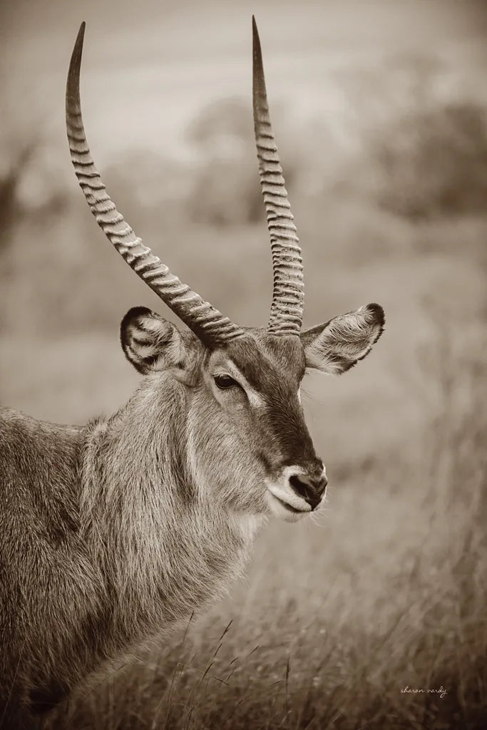 Waterbuck Portrait Sepia by Sharon Vardy. SKU 92221h. Archival Giclee Fine art print for wall decor.