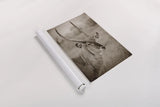Waterbuck Portrait Sepia by Sharon Vardy. shown as a rolled paper print. Available as archival giclee rolled canvas, fine art paper, or poster print. SKU 92221h.
