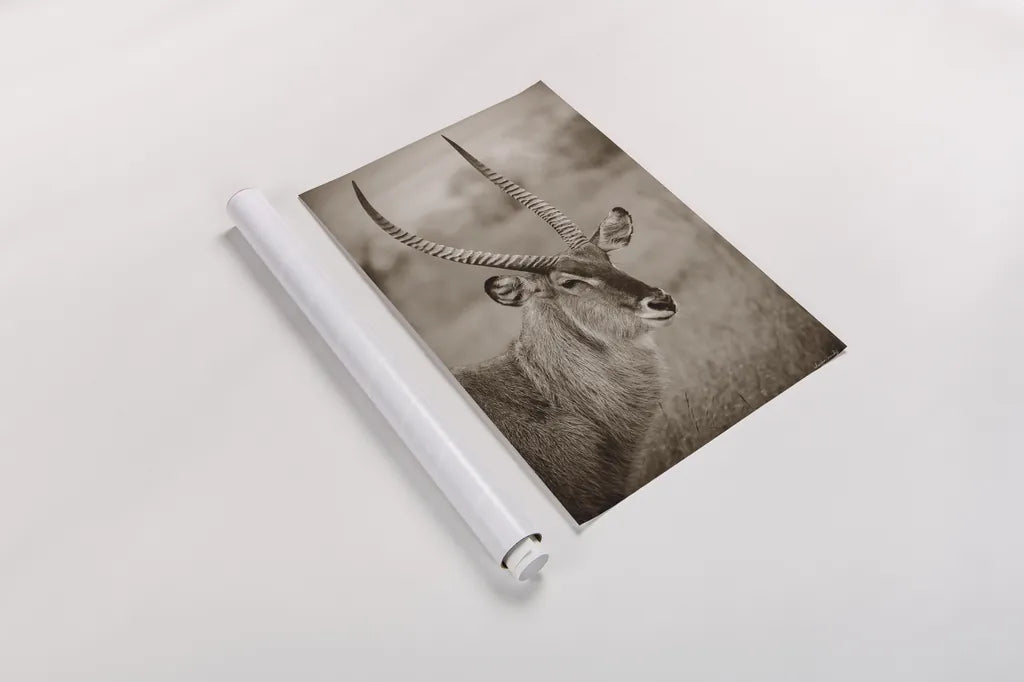 Waterbuck Portrait Sepia by Sharon Vardy. shown as a rolled paper print. Available as archival giclee rolled canvas, fine art paper, or poster print. SKU 92221h.