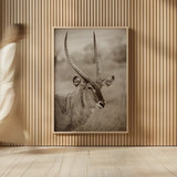 Waterbuck Portrait Sepia by Sharon Vardy. shown as over sized large wall art. Available as an archival giclee rolled canvas, fine art paper, or poster print. SKU 92221h.