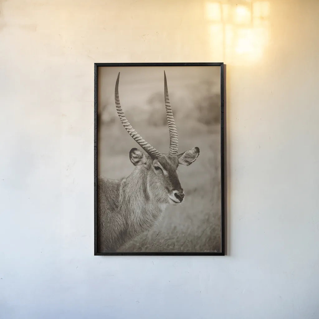 Waterbuck Portrait Sepia by Sharon Vardy. shown as a paper print in a black flame. Available as a archival giclee rolled canvas, fine art paper, or poster print. SKU 92221h.