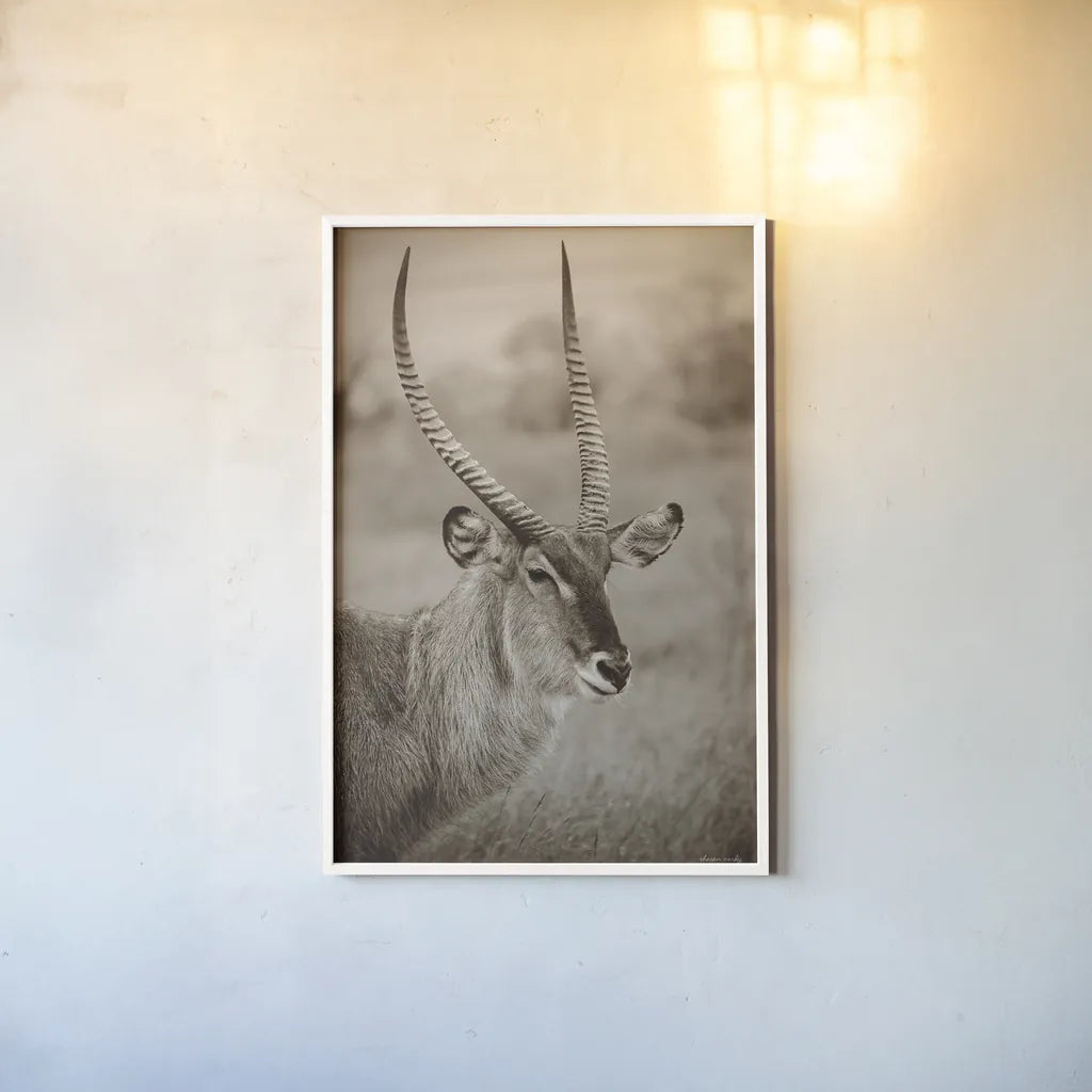 Waterbuck Portrait Sepia by Sharon Vardy. shown as a paper print in a white frame. Available as a archival giclee rolled canvas, fine art paper, or poster print. SKU 92221h.