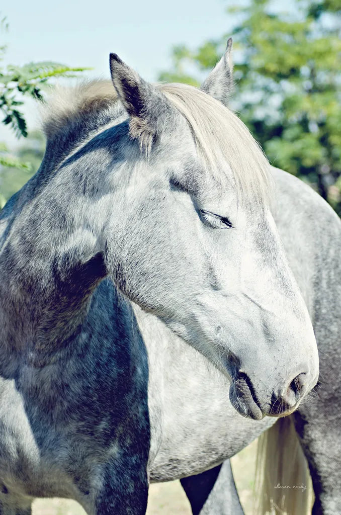 White Horse by Sharon Vardy. SKU 92188h. Archival Giclee Fine art print for wall decor.