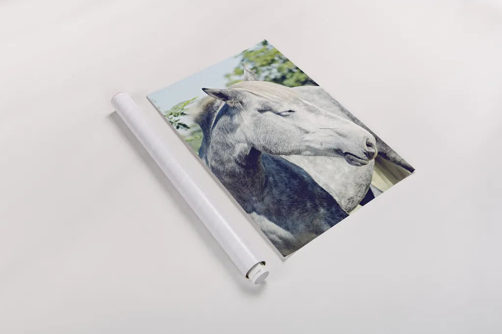 White Horse by Sharon Vardy. shown as a rolled paper print. Available as archival giclee rolled canvas, fine art paper, or poster print. SKU 92188h.